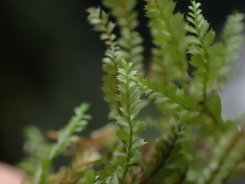 Plagiochila (alternate view 8)