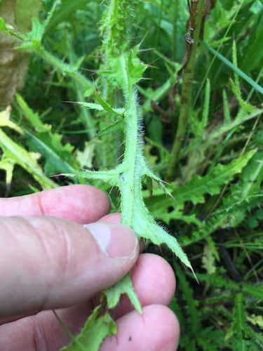 Cirsium palustre (Marsh Thistle)
