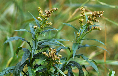 Solidago lepida (Canada goldenrod) (alternate view 5)