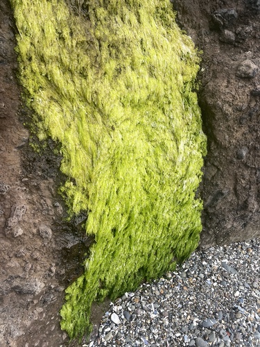 Ulva intestinalis (Gutweed)