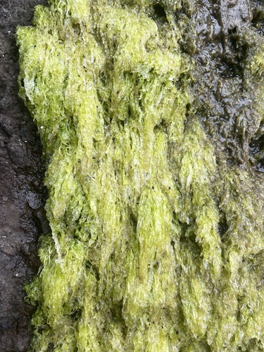 Ulva intestinalis (Gutweed)