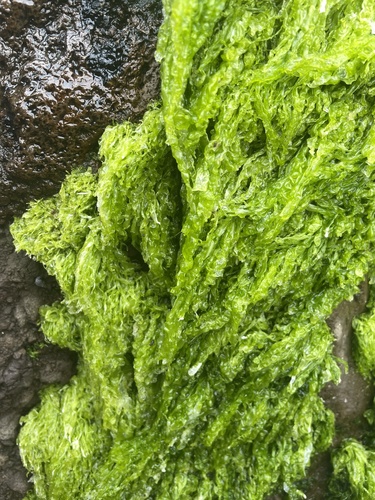 Ulva intestinalis (Gutweed)