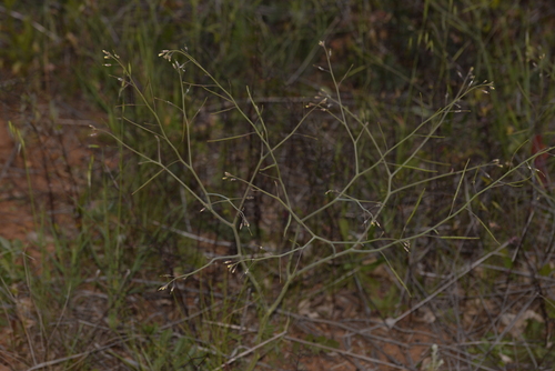 Brassica tournefortii (Saharan Mustard) (alternate view 2)