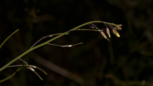 Brassica tournefortii (Saharan Mustard)