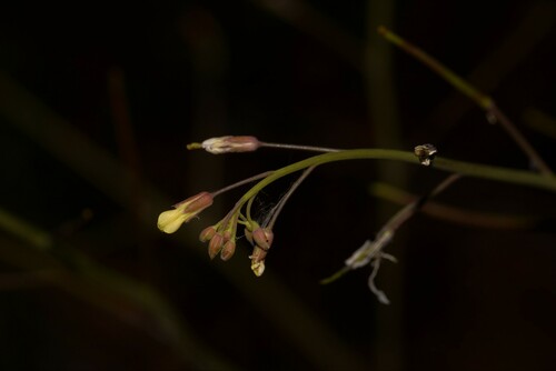 Brassica tournefortii (Saharan Mustard) (alternate view 3)