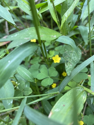 Oxalis stricta (upright yellow woodsorrel)