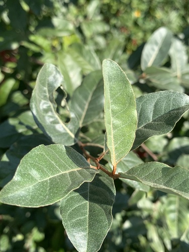 Elaeagnus umbellata (autumn olive)