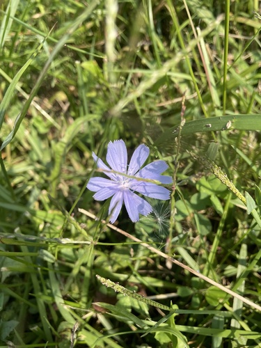 Cichorium intybus (chicory) (alternate view 3)