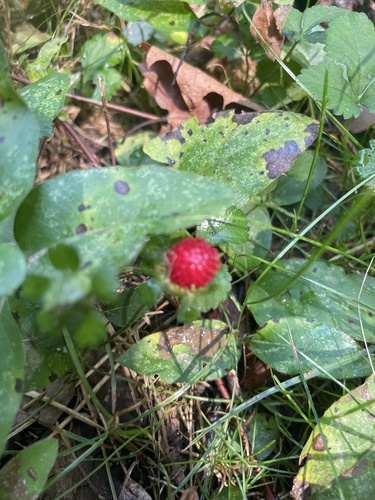 Potentilla indica (mock strawberry)