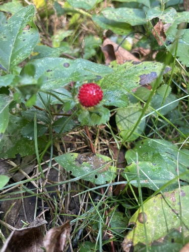 Potentilla indica (mock strawberry)