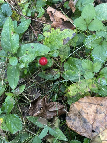 Potentilla indica (mock strawberry)