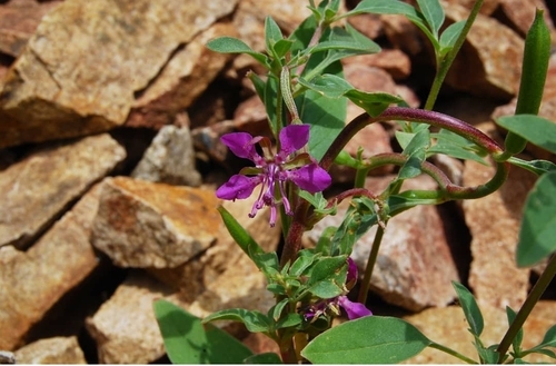 Clarkia rhomboidea (diamond clarkia)