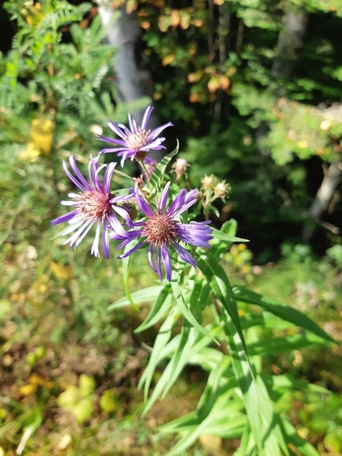 Canadanthus modestus (Giant Mountain Aster)