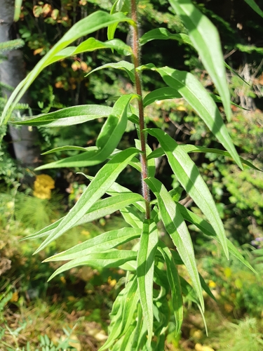 Canadanthus modestus (Giant Mountain Aster) (alternate view 2)