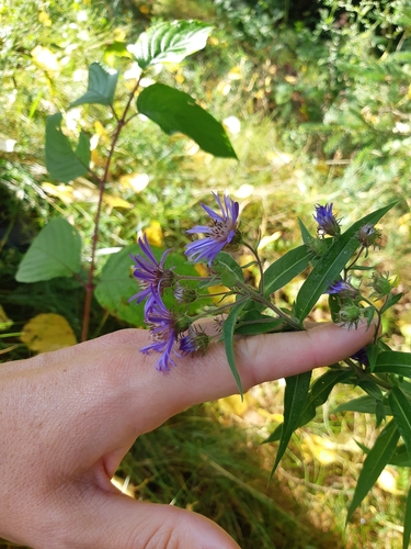 Canadanthus modestus (Giant Mountain Aster) (alternate view 3)