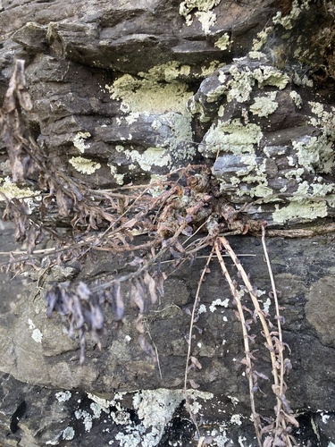 Rhodiola rosea (Roseroot)