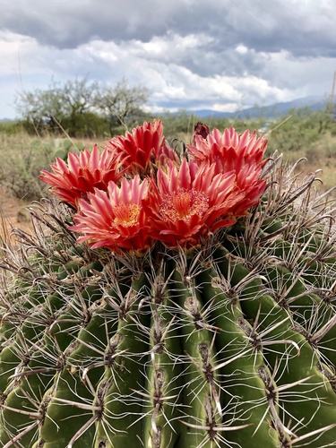 Ferocactus wislizeni (fishhook barrel cactus)