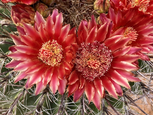 Ferocactus wislizeni (fishhook barrel cactus)