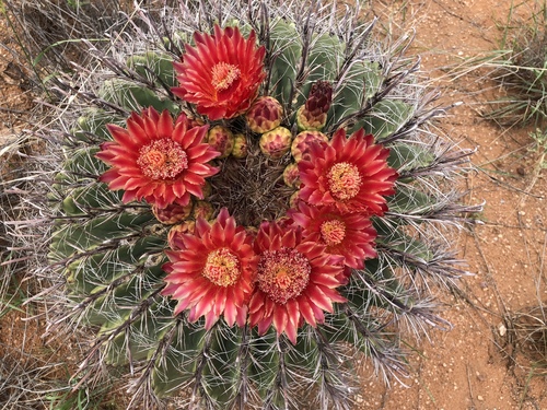 Ferocactus wislizeni (fishhook barrel cactus)