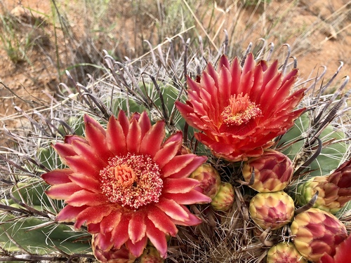 Ferocactus wislizeni (fishhook barrel cactus)