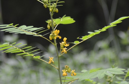 Senna marilandica (Maryland senna) (alternate view 7)