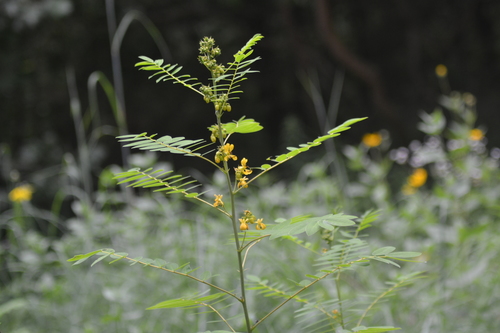 Senna marilandica (Maryland senna) (alternate view 6)