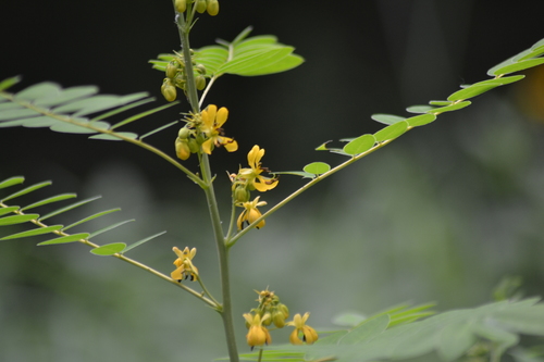 Senna marilandica (Maryland senna) (alternate view 8)