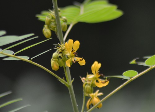 Senna marilandica (Maryland senna) (alternate view 10)