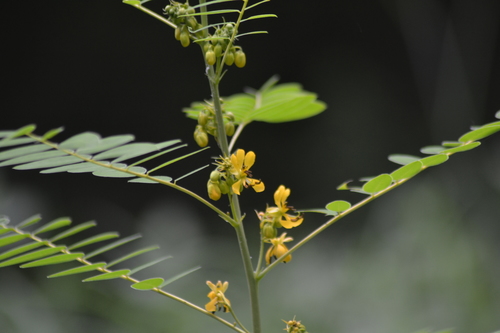 Senna marilandica (Maryland senna) (alternate view 9)