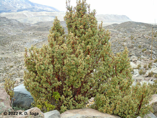 Polylepis (queñua and allies) (alternate view 5)