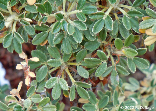 Polylepis (queñua and allies) (alternate view 6)