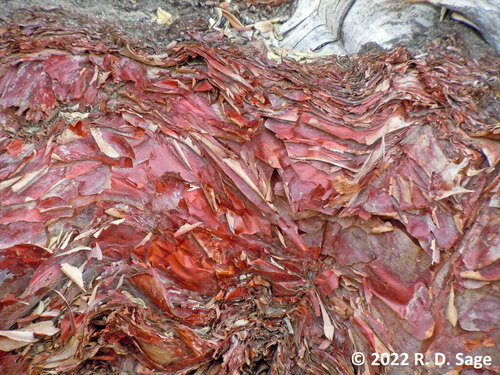 Polylepis (queñua and allies) (alternate view 9)