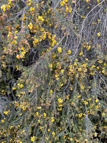 Eutaxia microphylla (common eutaxia) (alternate view 7)