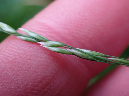 Poa (Meadow-grasses) (alternate view 6)