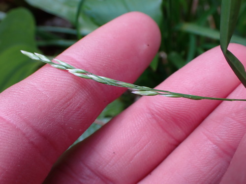 Poa (Meadow-grasses) (alternate view 5)