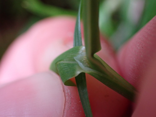Poa (Meadow-grasses) (alternate view 7)