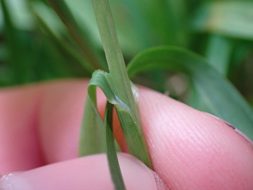 Poa (Meadow-grasses) (alternate view 8)