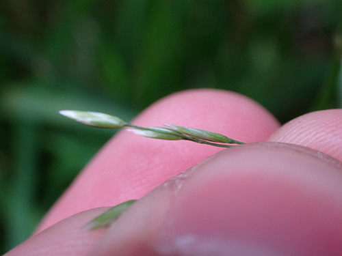 Poa (Meadow-grasses) (alternate view 9)