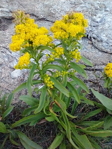 Solidago sempervirens (northern seaside goldenrod) (alternate view 6)