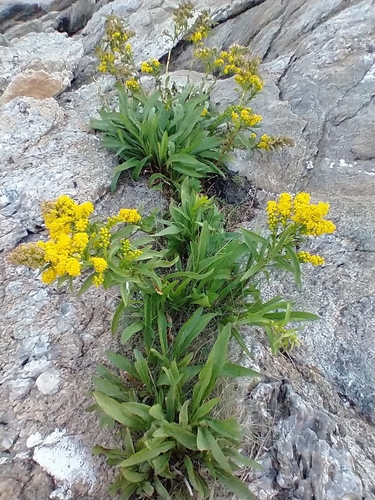 Solidago sempervirens (northern seaside goldenrod) (alternate view 7)