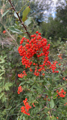 Pyracantha coccinea (Scarlet Firethorn) (alternate view 6)