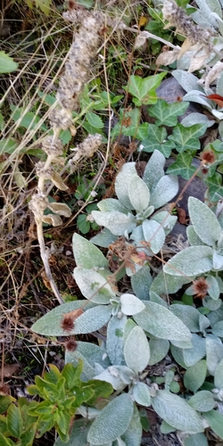 Stachys byzantina (lamb's ears) (alternate view 5)