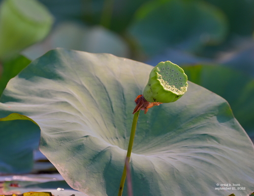 Nelumbo lutea (American lotus) (alternate view 9)