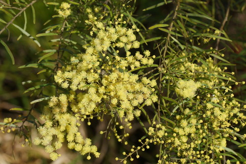 Acacia fimbriata (Brisbane wattle) (alternate view 9)