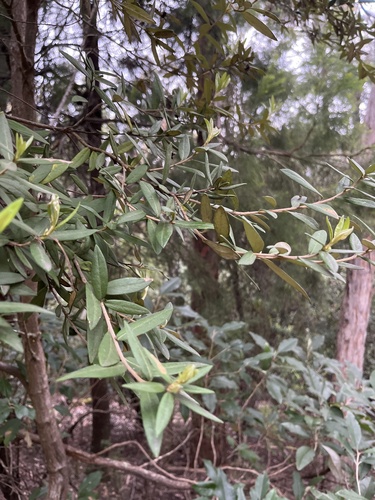 Pittosporum bicolor (Banyalla) (alternate view 3)