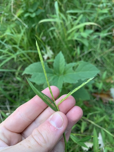 Microstegium vimineum (Japanese stiltgrass)
