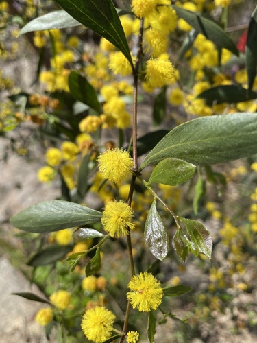 Acacia verniciflua (Varnish Wattle) (alternate view 8)