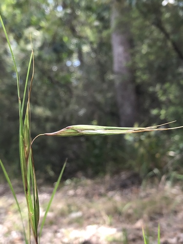 Themeda triandra (Kangaroo Grass) (alternate view 8)