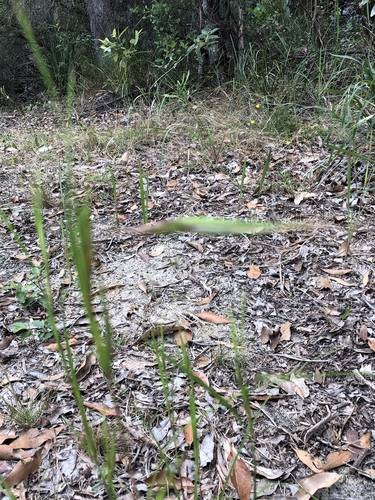 Themeda triandra (Kangaroo Grass) (alternate view 9)