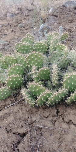 Opuntia × columbiana (Columbia Pricklypear)